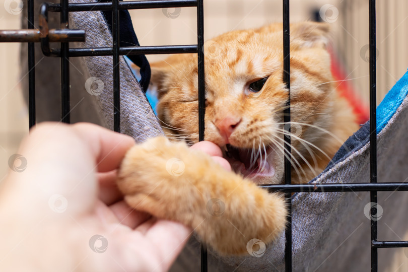 Скачать Очаровательная Игривая Кошка, Игриво Протягивающая Руку Сквозь Прутья Клетки фотосток Ozero