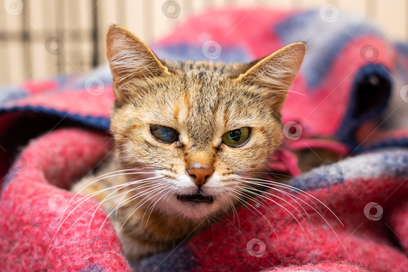Скачать Сердитый кот с поразительным выражением лица, завернутый в одеяло фотосток Ozero