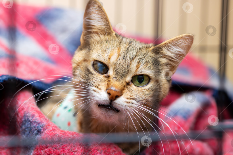Скачать Кошка лежит на одеяле в клетке и смотрит в камеру фотосток Ozero