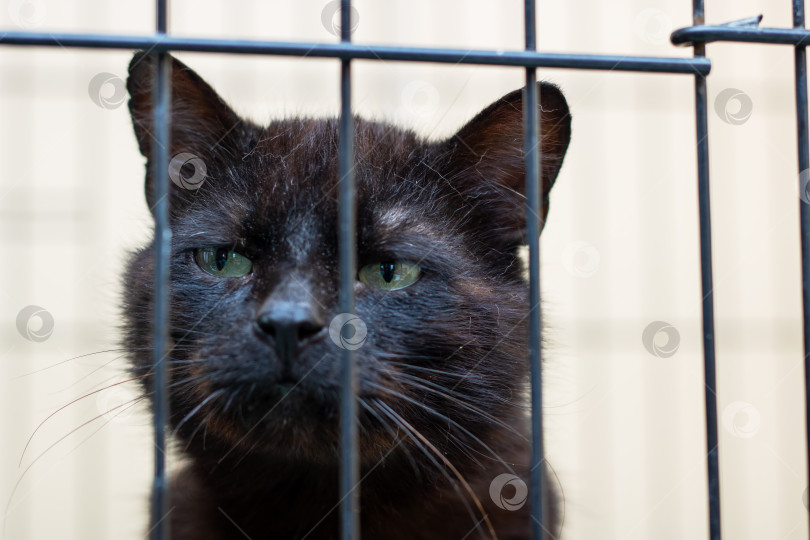 Скачать В настоящее время за решеткой находится черная кошка, которая пристально смотрит в камеру фотосток Ozero