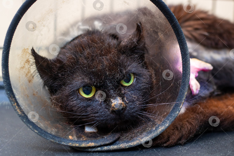 Скачать Очаровательная и милая Черная Кошка Выздоравливает В Елизаветинском Ошейнике фотосток Ozero