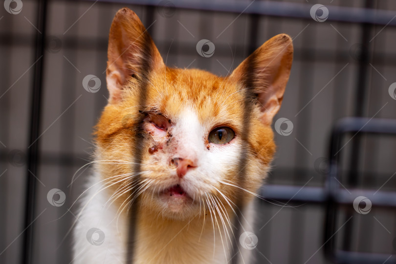 Скачать Жизнерадостный кот с травмой глаза ждет любящего дома фотосток Ozero