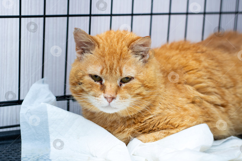 Скачать Расслабленный Рыжий Кот с комфортом отдыхает в Уютном и теплом помещении фотосток Ozero