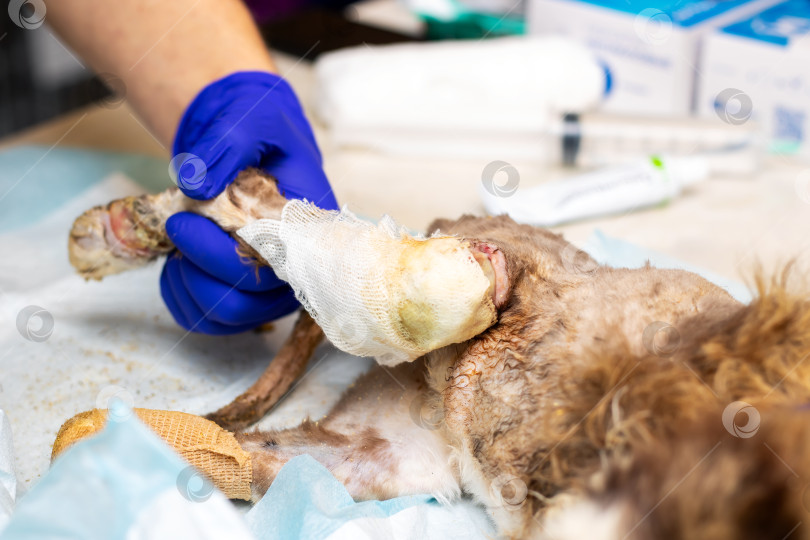 Скачать Ветеринарная помощь: Правильное, безопасное и эффективное перевязывание поврежденной ноги собаки фотосток Ozero