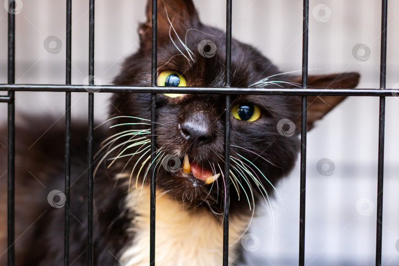 Скачать Черно-белая кошка сидит в клетке с широко открытой пастью фотосток Ozero