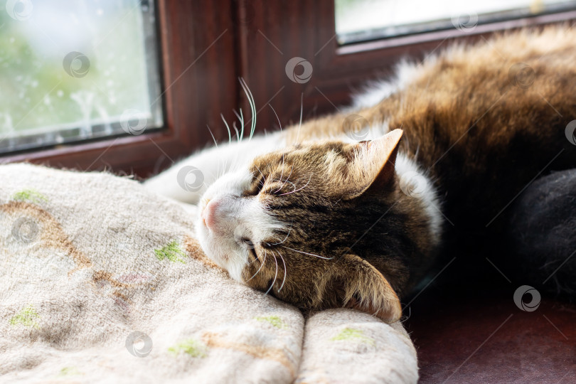 Скачать Расслабленный кот спит на уютном одеяле у окна фотосток Ozero