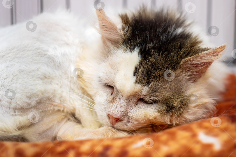 Скачать Очаровательная кошка с уникальным рисунком меха Мирно спит фотосток Ozero