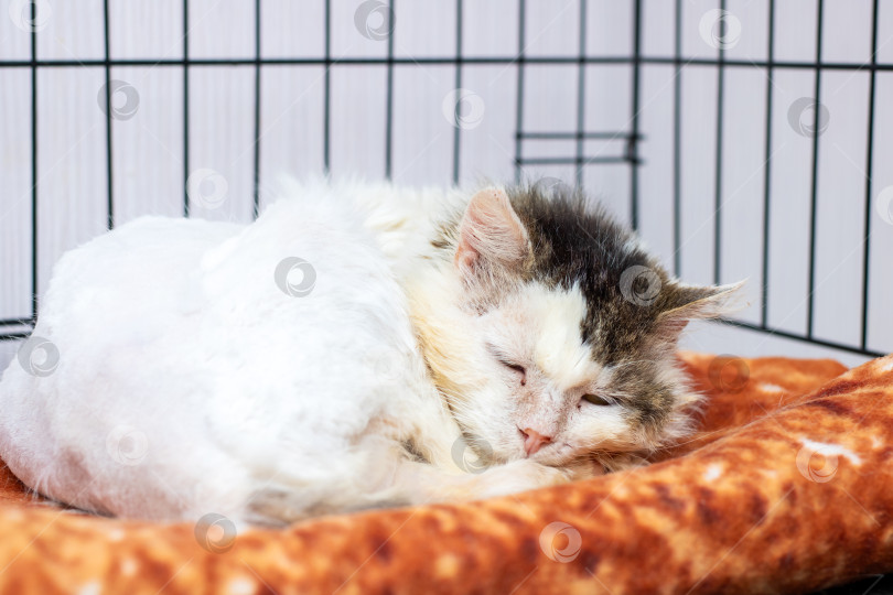 Скачать В данный момент кошка удобно лежит в клетке на одеяле из пиццы фотосток Ozero