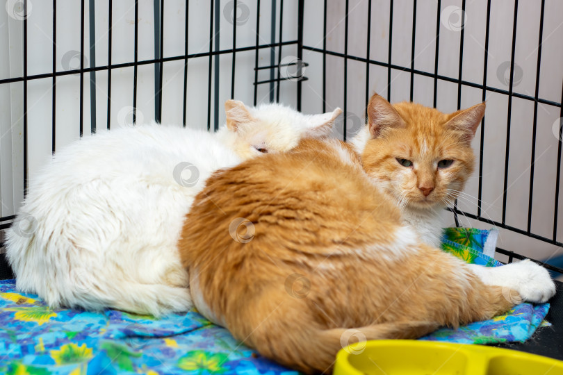 Скачать Наслаждайтесь теплом и общением с приятными кошками в уютном приюте фотосток Ozero