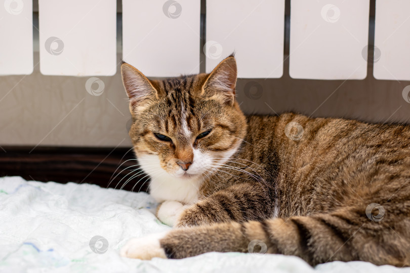 Скачать Домашняя кошка мирно лежит на кровати с закрытыми глазами фотосток Ozero