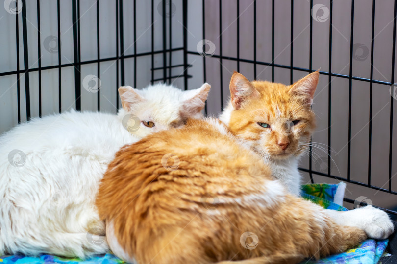 Скачать Две Уютные Кошки Мирно отдыхают вместе в Маленькой клетке фотосток Ozero