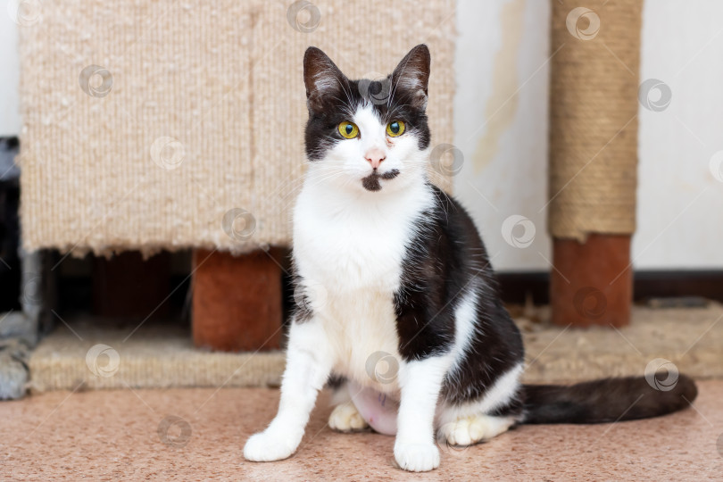 Скачать На этом изображении изображена очаровательная черно-белая кошка на уютном фоне фотосток Ozero