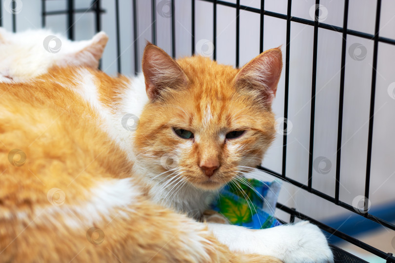 Скачать Оранжево-белая кошка лежит в клетке и смотрит в камеру фотосток Ozero