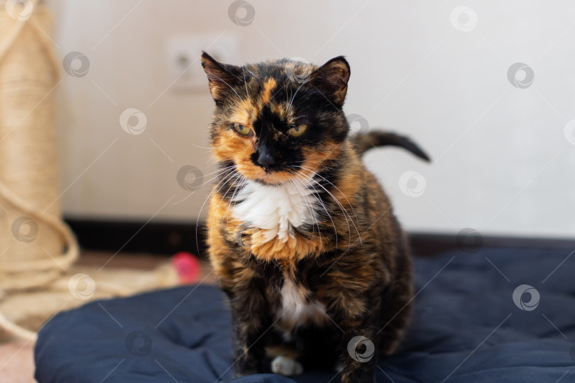 Скачать Красивая ситцевая кошка уютно устроилась на мягкой черной подушке фотосток Ozero