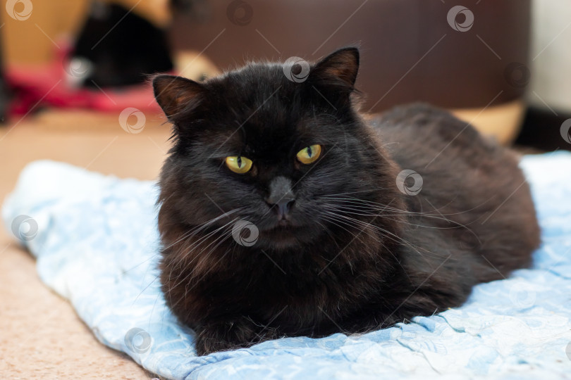 Скачать Величественный Черный кот уютно расположился на Мягком одеяле фотосток Ozero