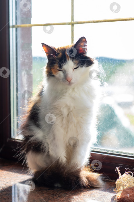 Скачать Ситцевая кошка Красиво и грациозно позирует у окна в лучах солнечного света фотосток Ozero