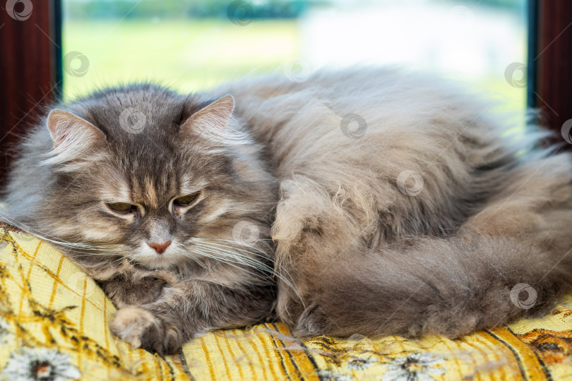 Скачать Пушистый Серый Кот уютно расположился на солнышке у окна фотосток Ozero