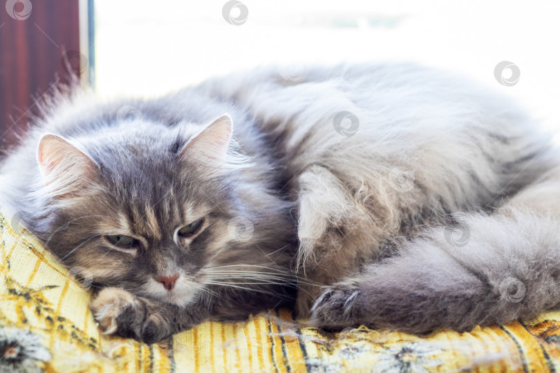 Скачать Уютная серая кошка отдыхает на желтом одеяле у окна фотосток Ozero