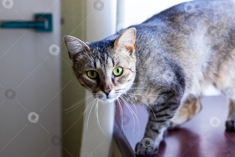 Скачать Любознательный кот, отдыхающий на столе, освещенном естественным светом фотосток Ozero