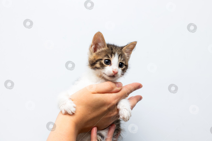 Скачать Человек держит на руках маленького коричнево-белого котенка фотосток Ozero