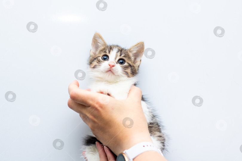 Скачать Человек нежно держит в руках маленького очаровательного котенка фотосток Ozero