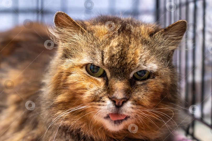 Скачать Детальный снимок кошачьей морды крупным планом, когда она находится в клетке фотосток Ozero