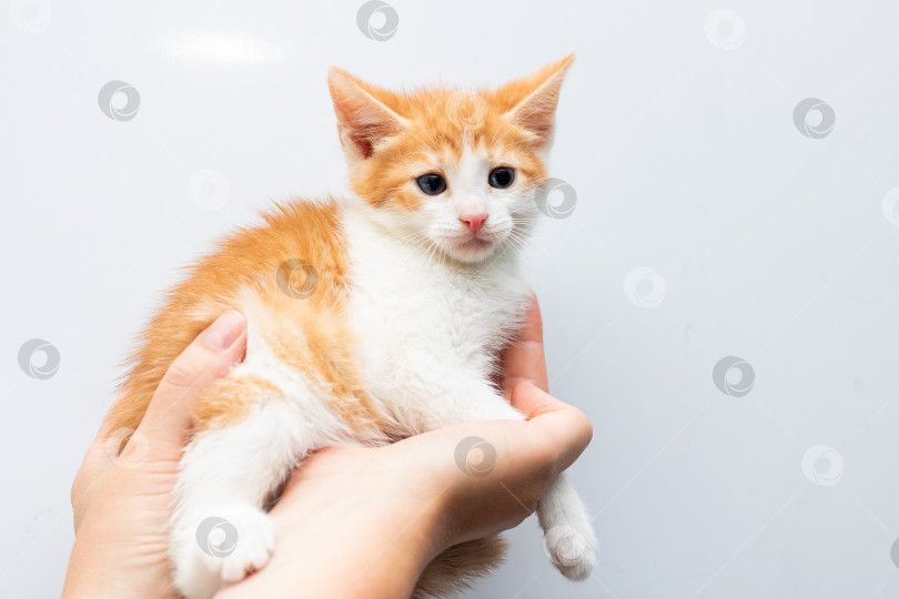Скачать Человек нежно держит на руках очаровательного оранжево-белого котенка фотосток Ozero