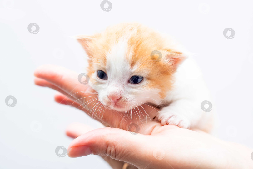 Скачать Очаровательный котенок на руке человека - Милое животное крупным планом фотосток Ozero