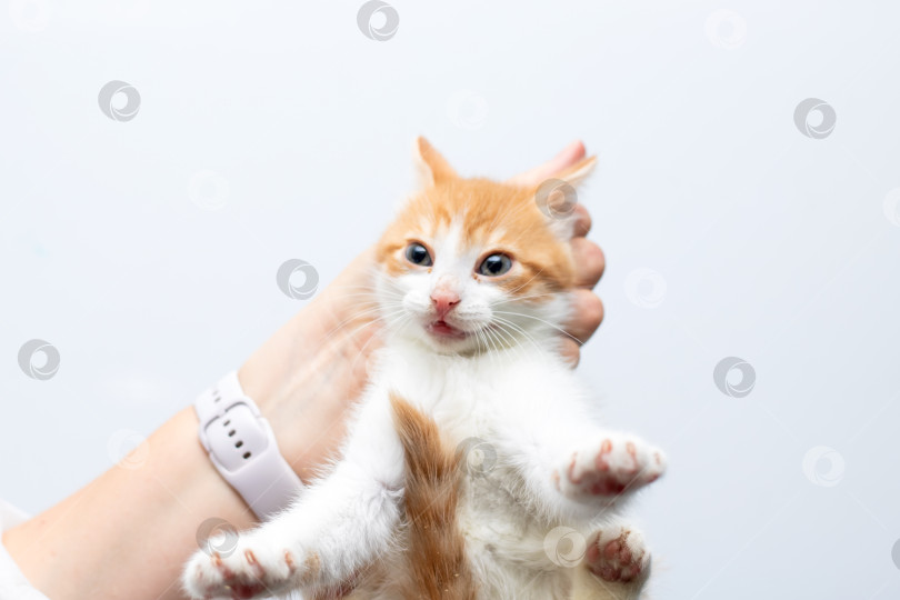 Скачать Очаровательного оранжево-белого котенка, которого нежно обнимают фотосток Ozero
