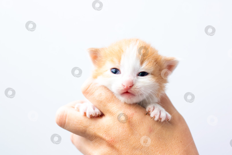 Скачать Человек нежно держит на руках маленького оранжево-белого котенка фотосток Ozero
