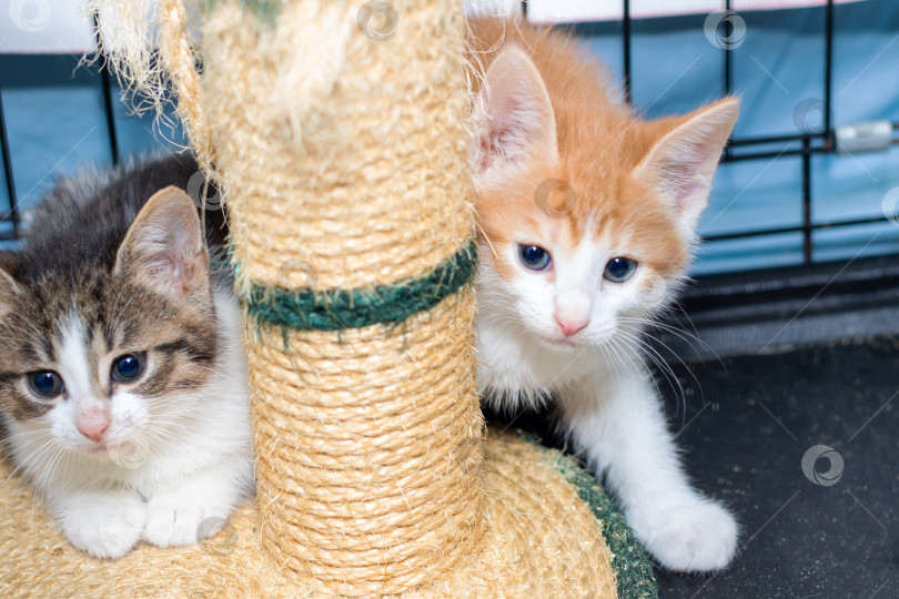 Скачать Два котенка сидят вместе на когтеточке, наслаждаясь фотосток Ozero