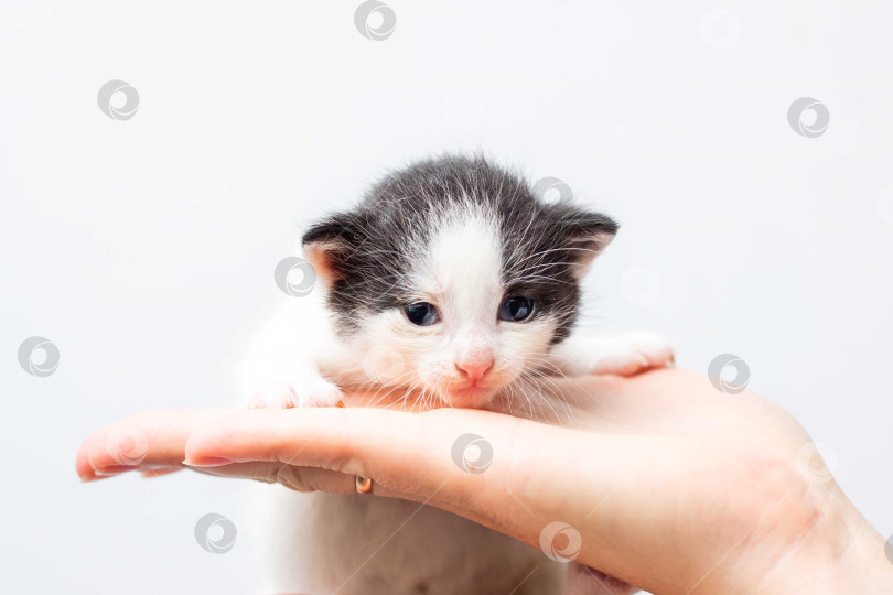 Скачать Очаровательный котенок, Сидящий на руке, Запечатлел милый момент фотосток Ozero