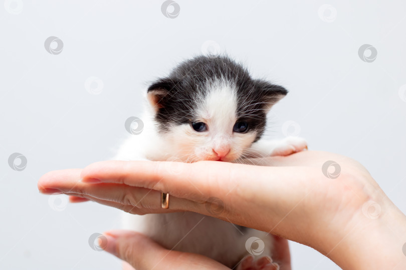Скачать Человек нежно держит в руке маленького черно-белого котенка фотосток Ozero