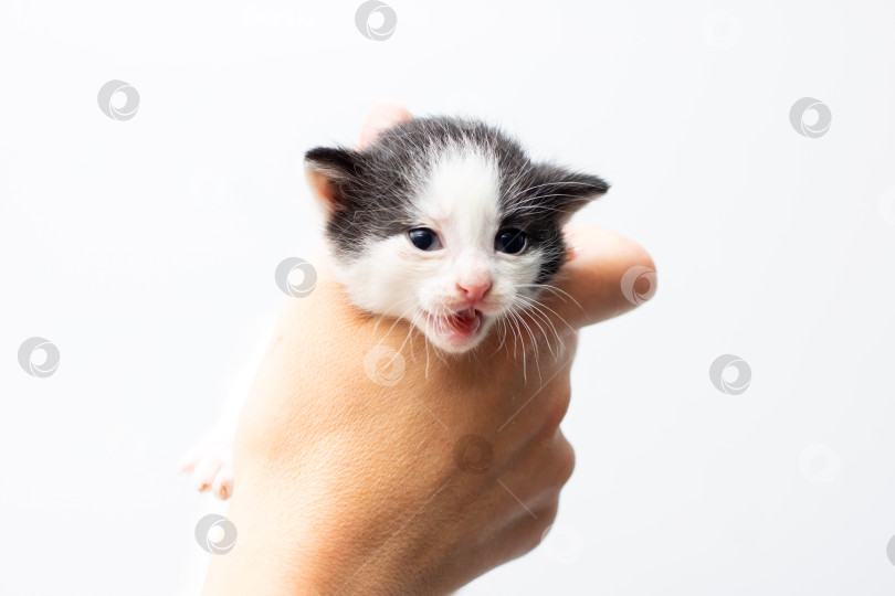 Скачать Очаровательный Черно-белый котенок, которого она уютно держала за руку фотосток Ozero