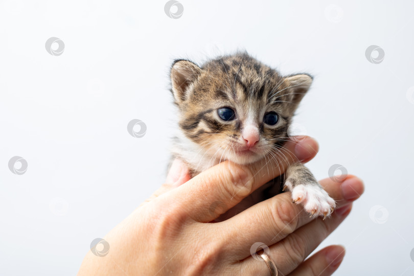 Скачать Очаровательный и милый Котенок, которого Нежно и Заботливо Держат в руке фотосток Ozero