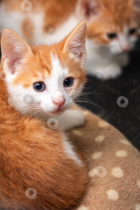 Скачать Милые и игривые котята с пушистой оранжево-белой шерсткой, действительно очаровательны фотосток Ozero