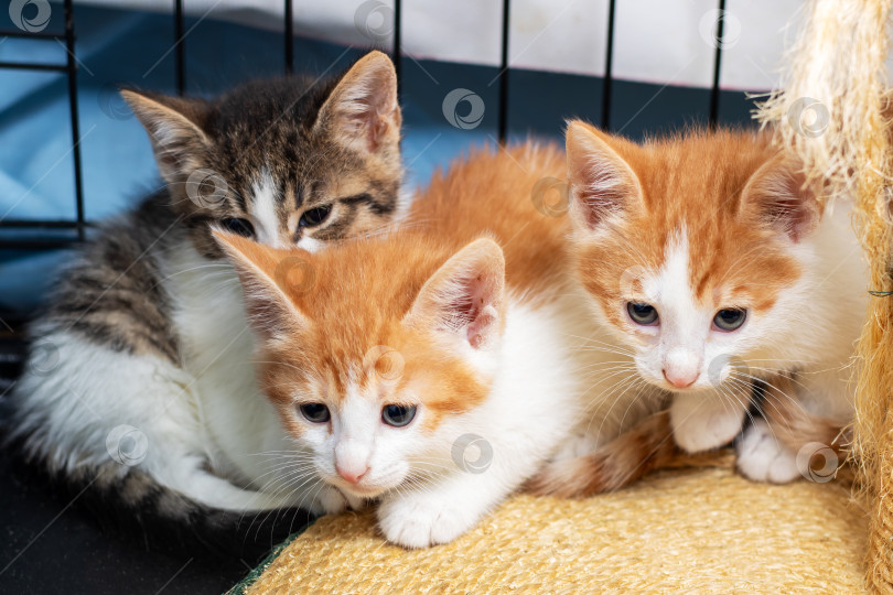 Скачать Три очаровательных котенка уютно устроились рядом друг с другом в клетке фотосток Ozero