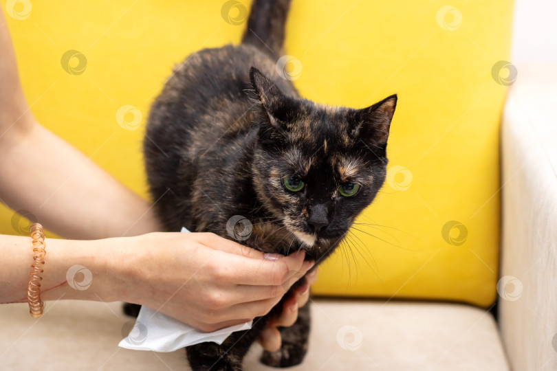 Скачать Человек аккуратно вытирает пушистую кошку бумажным полотенцем фотосток Ozero