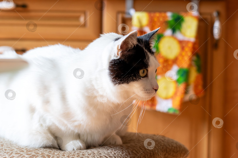 Скачать Любопытный кот, наслаждающийся уютной обстановкой на кухне фотосток Ozero