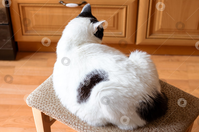 Скачать Симпатичная белая кошка с черными пятнами отдыхает на стуле фотосток Ozero