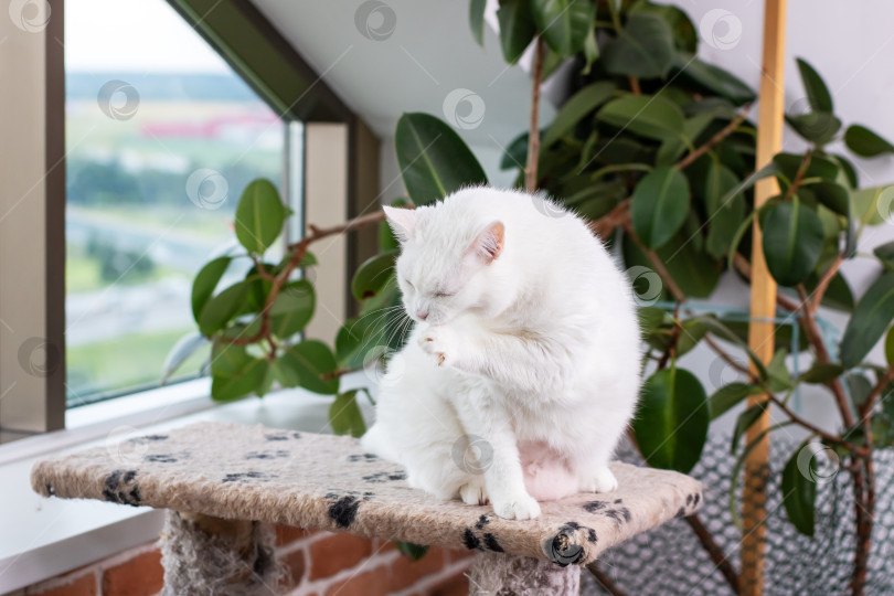 Скачать Белая Кошка, за которой ухаживают в Шикарном и современном Интерьере фотосток Ozero