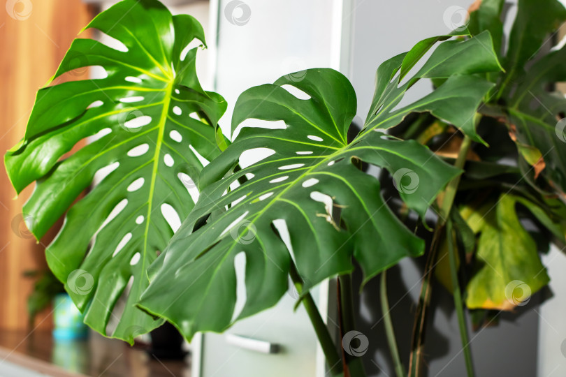 Скачать Пышные зеленые листья растения Монстера в современном интерьере фотосток Ozero