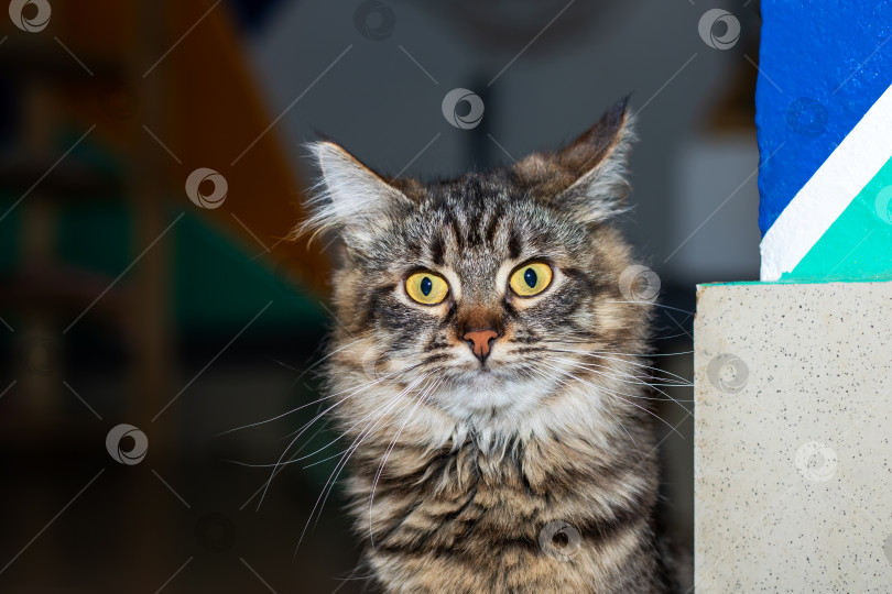 Скачать Таинственный кот с яркими желтыми глазами в домашней обстановке фотосток Ozero
