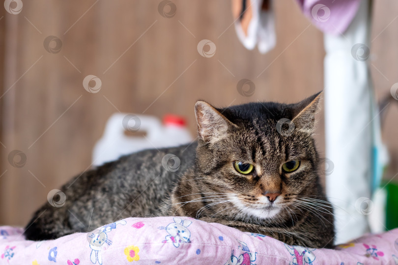 Скачать Очаровательная полосатая кошечка наслаждается отдыхом на цветастом одеяле фотосток Ozero