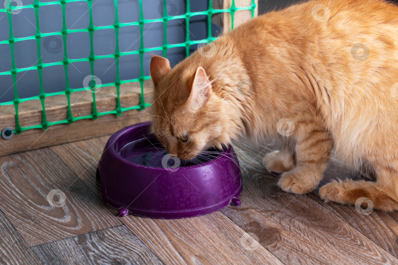 Скачать Очаровательный оранжевый кот пьет воду из фиолетовой миски фотосток Ozero