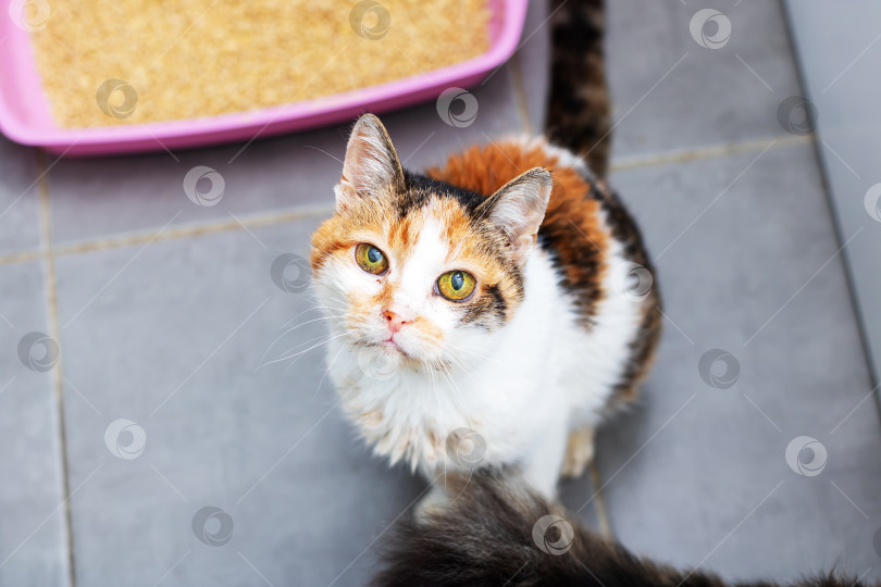 Скачать Очаровательный ситцевый котик с удивлением смотрит вверх в уютной комнате фотосток Ozero