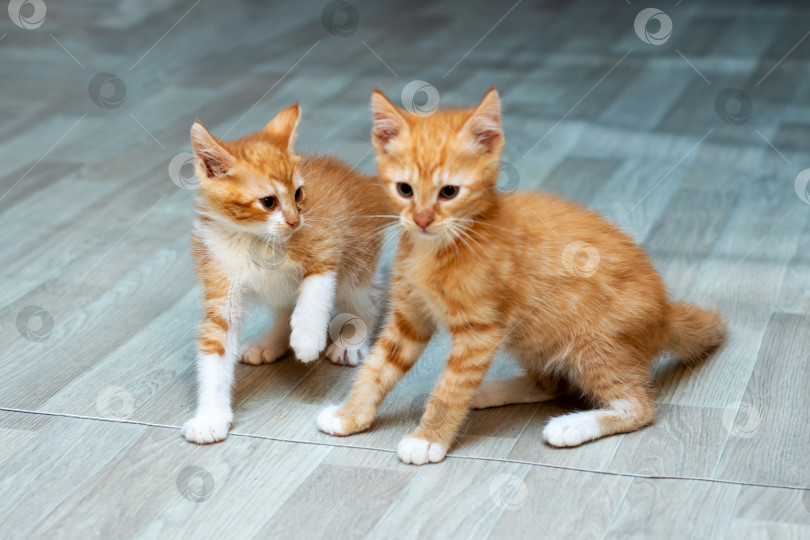 Скачать Игривые Оранжевые котята радостно исследуют каждый уголок своего дома фотосток Ozero