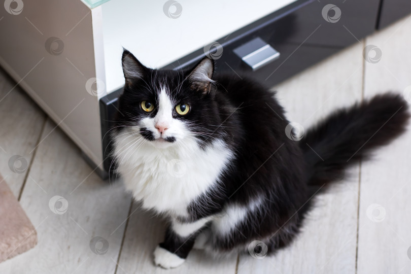 Скачать Очаровательная черно-белая кошка, уютно расположившаяся в помещении фотосток Ozero