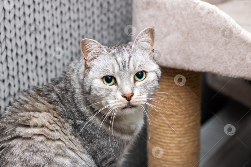 Скачать Очаровательная Серебристо-Полосатая Кошка, Уютно Отдыхающая В Помещении фотосток Ozero
