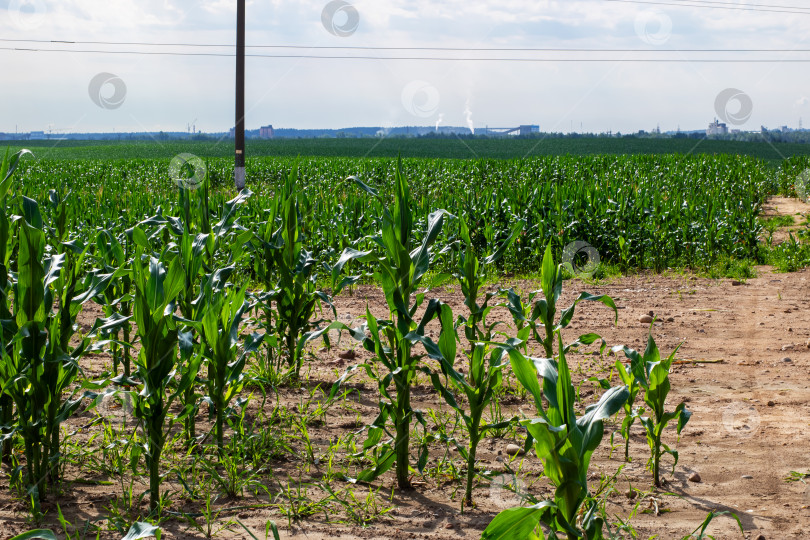 Скачать Яркое кукурузное поле, прекрасно цветущее под ясным голубым небом фотосток Ozero